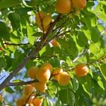Branch of an apricot tree with ripe fruits